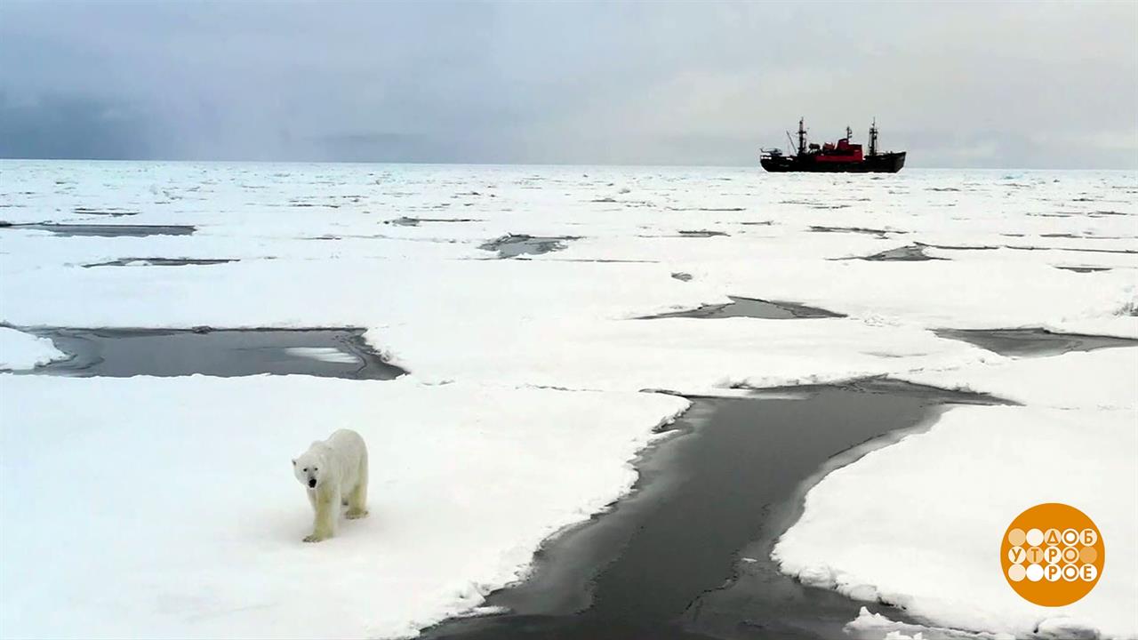 Исследование арктики. Кейт и уильям на лыжах. Ледостойкая платформа северный полюс. Об экспедиции “арктика-восток -77”,. Титаник в луже.