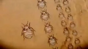 Как обрабатывают от клопов сотрудники СЭС