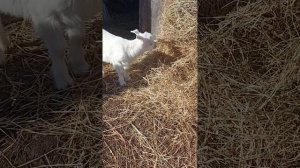 первые месяцы козлят