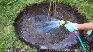 Слива Персиковая