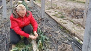 КАК ВЫРАЩИВАТЬ ЛУК ПОРЕЙ КРУГЛЫЙ ГОД