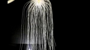 Bulbophyllum medusae (Бульбофиллум медуза) ...