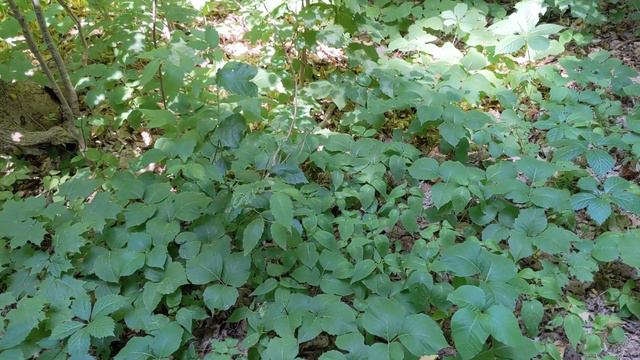 Ядовитый плющ Poison ivy смотреть онлайн