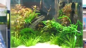 Нано-аквариум своими руками - Аквариумный дизайн