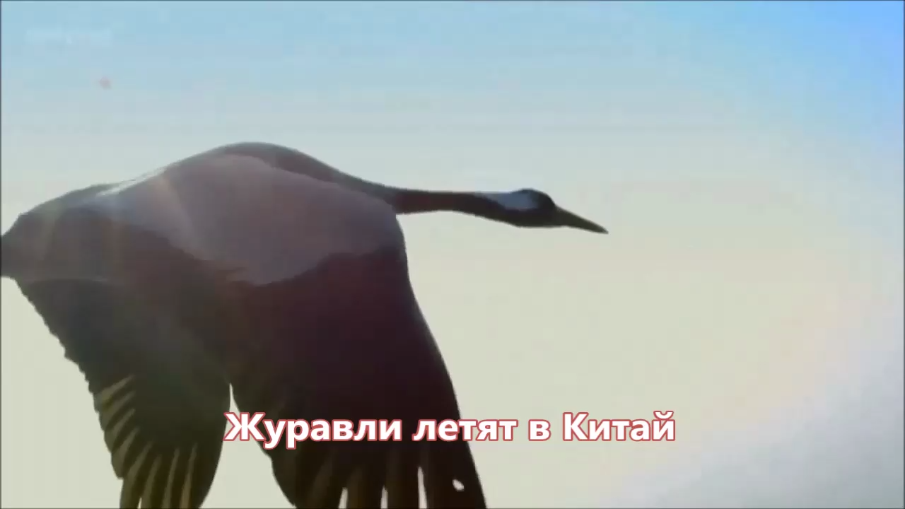 Стас Михайлов - Журавли летят в Китай (NEW 2017)