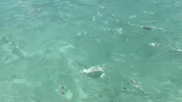 МОРЕ, МОРЕ, МИР БЕЗДОННЫЙ. ARUBA.