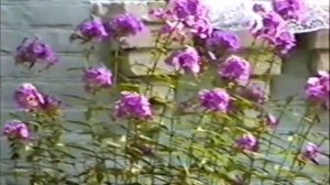 Красиловка. Иванковский район Киевской области.  "Никольский старообрядческий храм"