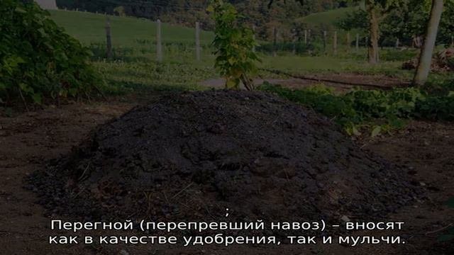 Чем подкормить малину весной