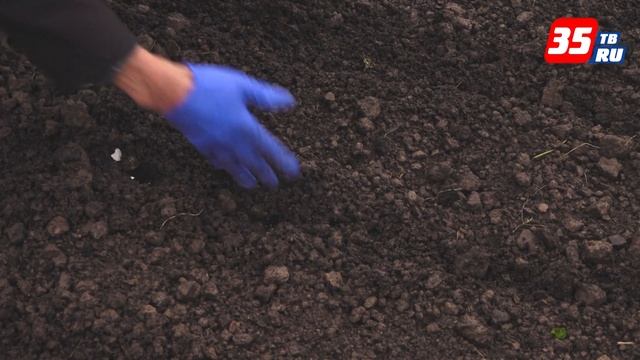 Способы посадки чеснока на зиму смотреть онлайн