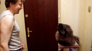 любимая кошка встречает хозяина