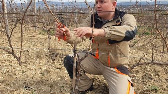 Обрезка на виноградниках