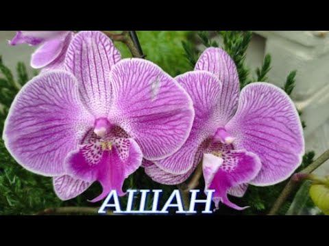 №807/ ОРХИДЕИ в с/м АШАН. Новогодние УКРАШЕНИЯ со СКИДКОЙ.