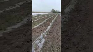 как сажают кукурузу Bonduelle на Кубани