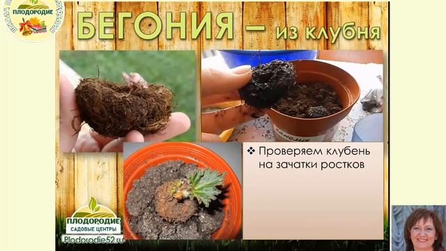 Бегония - цветение НОН-СТОП! смотреть онлайн