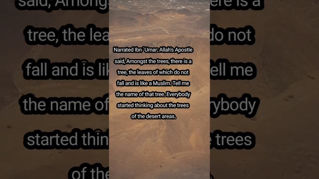 The Symbolic Tree: Discovering the Significance of the Date Palm in Islam"Hadith61 смотреть онлайн