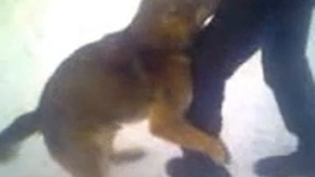 Собака дрочит ногу своего хозяина. смотреть онлайн