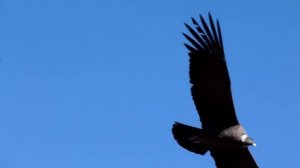 El Condor Pasa - Daniel Alomía Robles (version 2012)