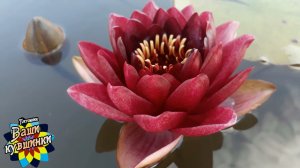 Нимфея Xueferi (девушка Ксюефери) кувшинка, waterlily, водные растения, пруд