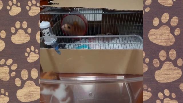 СМЕШНЫЕ ЖИВОТНЫЕ приколы с ХОМЯКАМИ Шушик и Бобик ТОП серии! (ПРИКОЛЫ ОЗВУЧКА) Hamsters Like #264