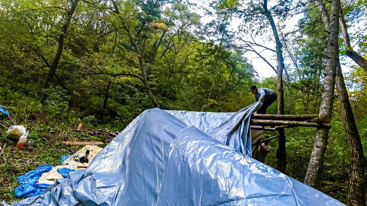 ЗЕЛЕНОЕ ЗОЛОТО ТАЙГИ. КЕДРОВЫЙ ОРЕХ, ЗЕЛЕНАЯ ЛИХОРАДКА, началась движуха, на долго ли нас хватит? смотреть онлайн