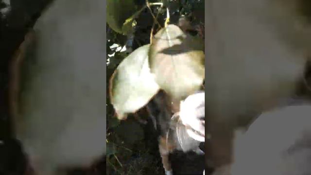 Жизнь в деревне. Русские борзые.