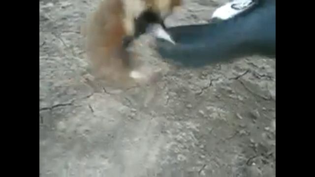 Боевой хомяк