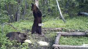 Медвежья свадьба в заповеднике "Шайтан-Тау"