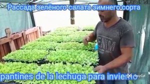 как в Аргентине фермер выращивает зелёный салат