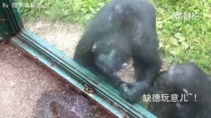 Очень умная обезьяна в китайском зоопарке жестами показывает что ей нужно