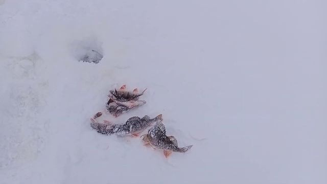 Зимняя рыбалка на Рыбинском водохранилище 2021/На Рыбинке/Глухозимье/Жерлицы.