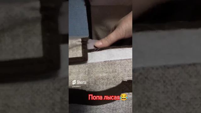 Сфинкс Марс😂#канадсиесфинксы #catshorts #catlover