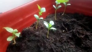 Выращивание яблони из косточки. Яблоня из косточки.