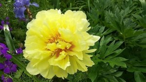 Paeonia ITOH Bartzella, first flowering