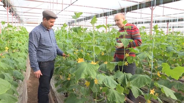 Огурцы (вегетационный период) 12-01-2018 смотреть онлайн