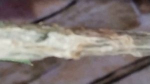 Бугенвиллия. Результат прививки разными сортами.