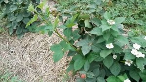 Ежевика Блэк Джэм - новый ремонтантный сорт ежевики