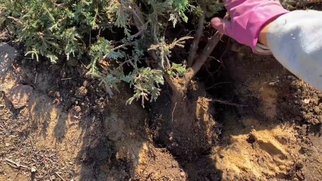 Пересадила МОЖЖЕВЕЛЬНИК горизонтальный, дополнила композицию из хвойных