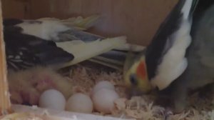 Попугай катает яйца. Корелла сидит на яйцах. Птенцам 3 и 5 дней. Разведение корелл 3-й сезон