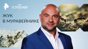 Жук в муравейнике — Как устроен мир с Тимофеем Баженовым (21.03.2023)