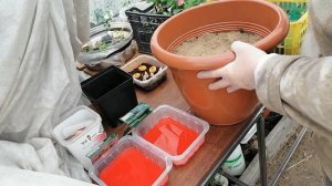 ПОСАДКА ГЛАДИОЛУСОВ В ВАЗОНЫ.