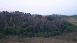 нагонка пегих гончих