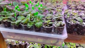 Укоренение черенков фиалки на фитиле. Результаты эксперимента.