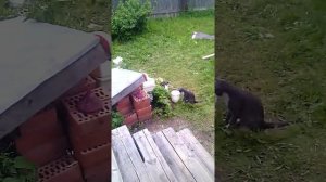 Коты ловят рыбу