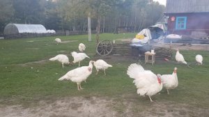Тяжёлый труд запрещён , но мы упашемся по лёгкому . Распаковка посылки .Уха в казане на костре