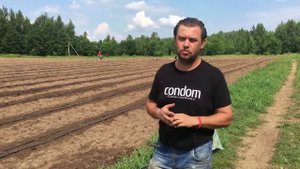 Посадка клубники Фриго в июле. Какие категории рассады фриго и сорта мы посадили.