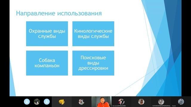 Питбультерьер , история породы особенности воспитания
