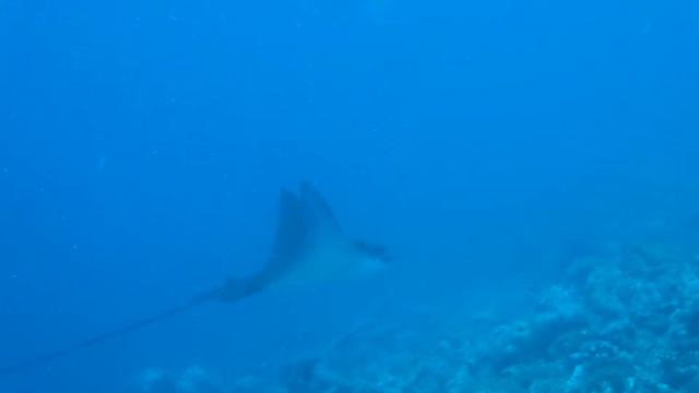 Eagle Ray near Dhaalu Atoll in the Maldives.