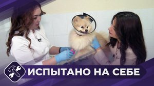 Испытано на себе: Помощник ветеринара