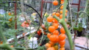 Самый честный обзор томатов: лучшие томаты 2020. Самые урожайные сорта и гибриды помидоров!