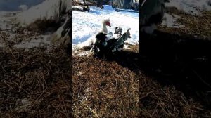 Песня про двух Абреков